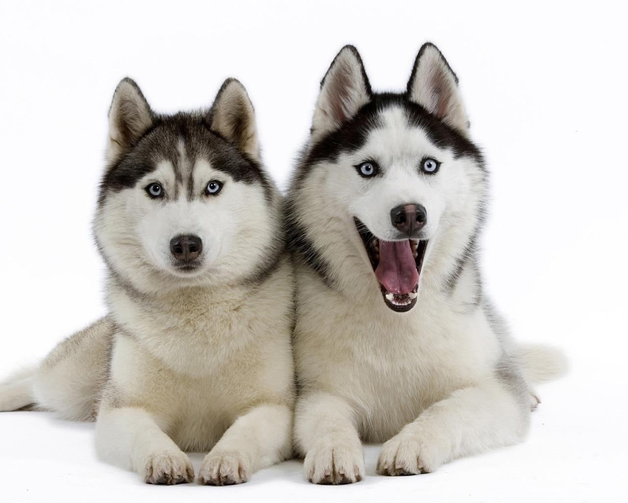 Обои Siberian Huskies 1280x1024