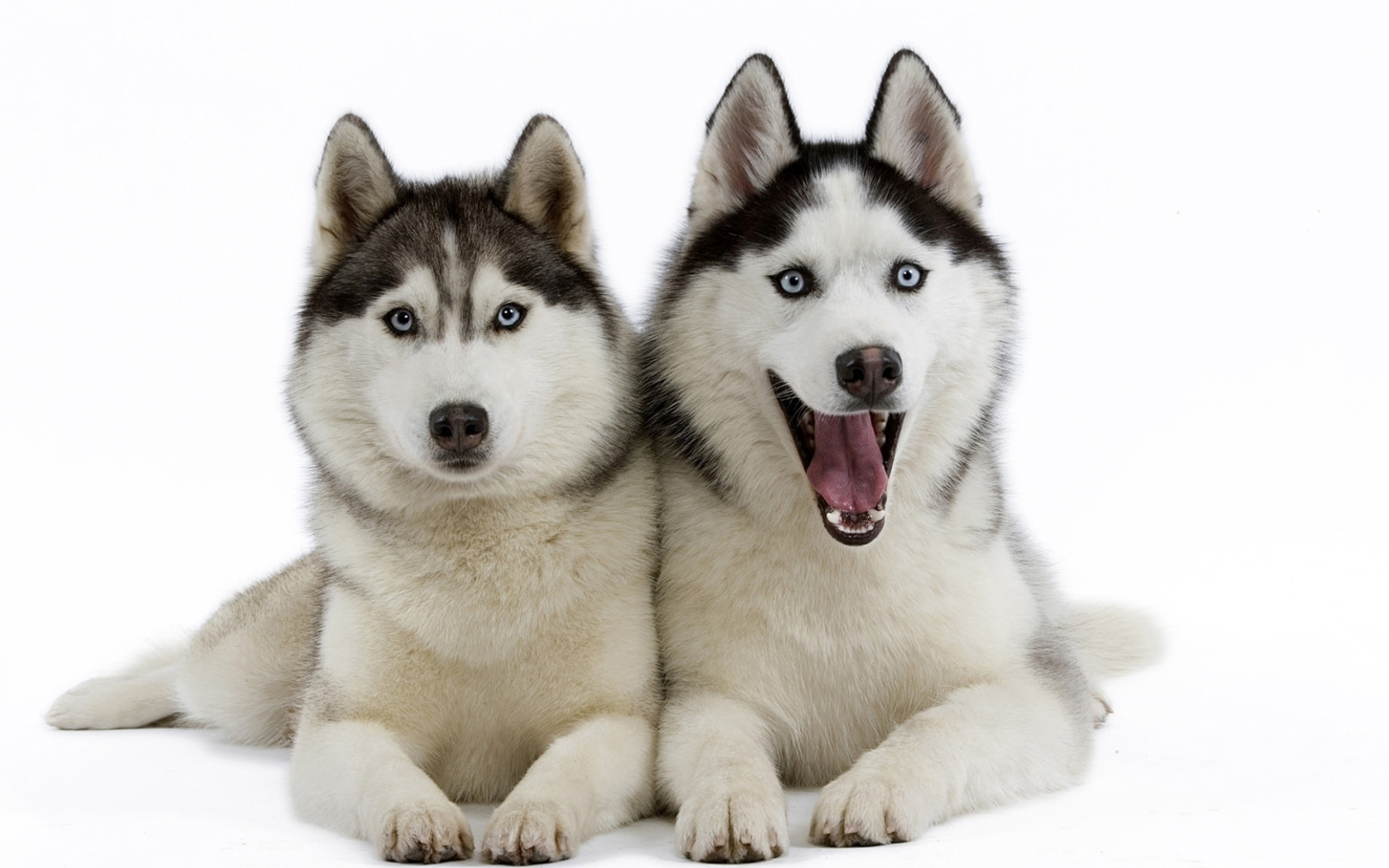 Обои Siberian Huskies 1680x1050
