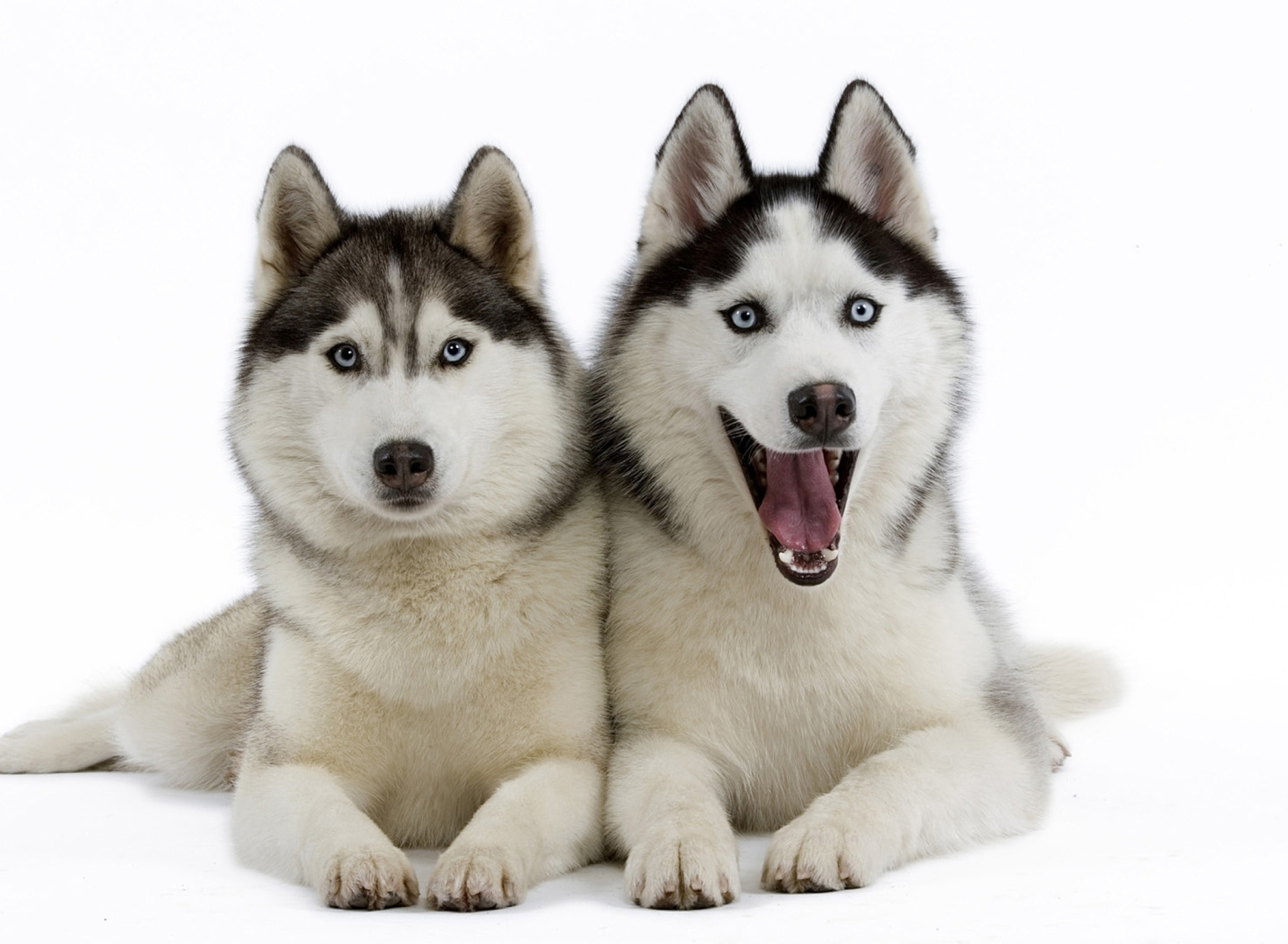 Sfondi Siberian Huskies 1920x1408