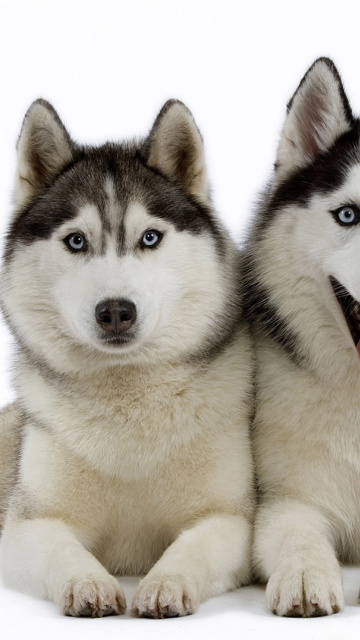 Fondo de pantalla Siberian Huskies 360x640