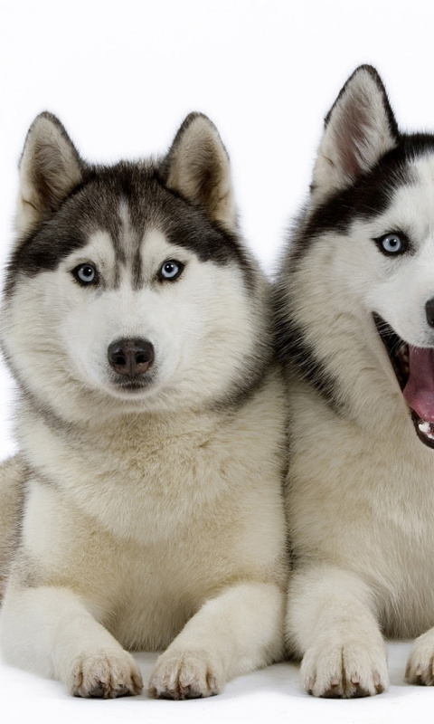 Обои Siberian Huskies 480x800