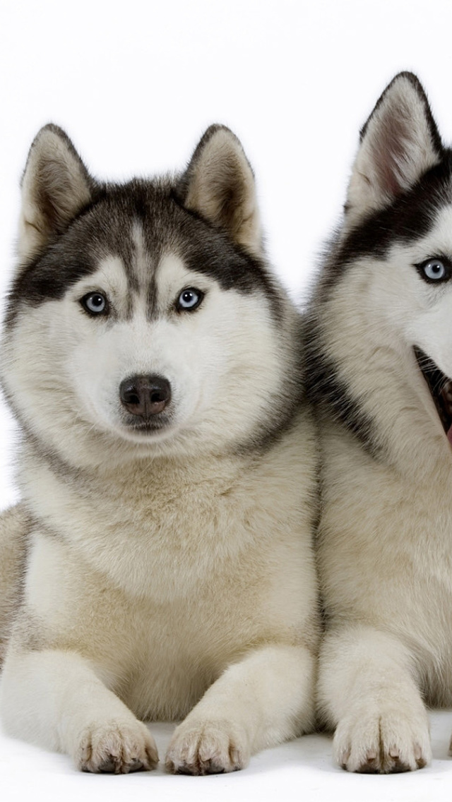 Обои Siberian Huskies 640x1136