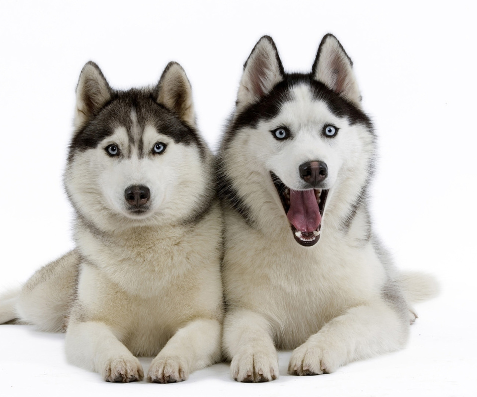 Das Siberian Huskies Wallpaper 960x800