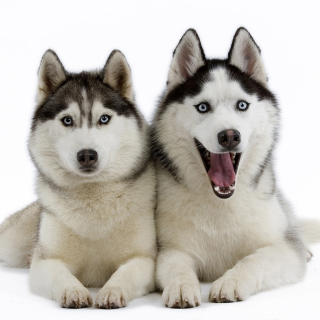 Siberian Huskies sfondi gratuiti per iPad mini 2