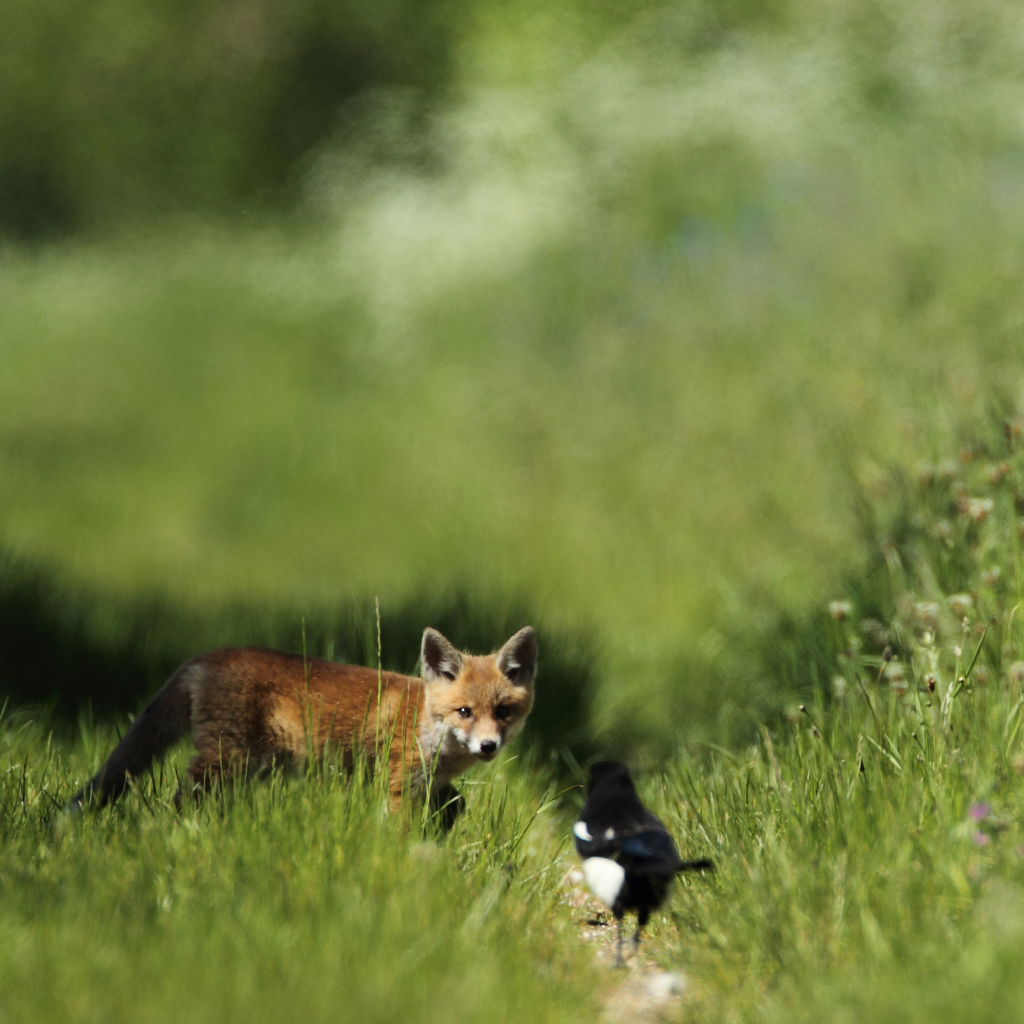 Обои Little Fox Hunting 1024x1024