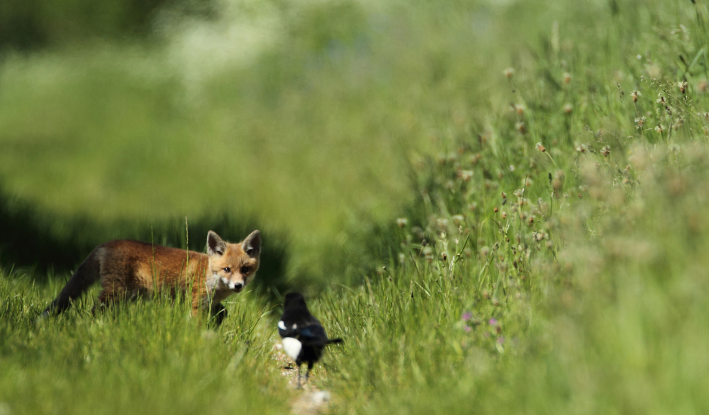 Обои Little Fox Hunting 1024x600