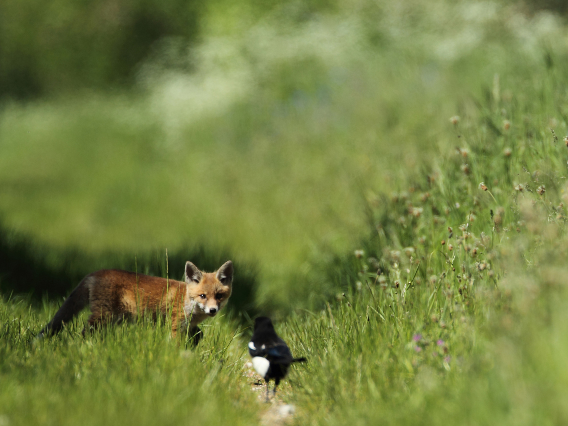 Little Fox Hunting screenshot #1 1152x864
