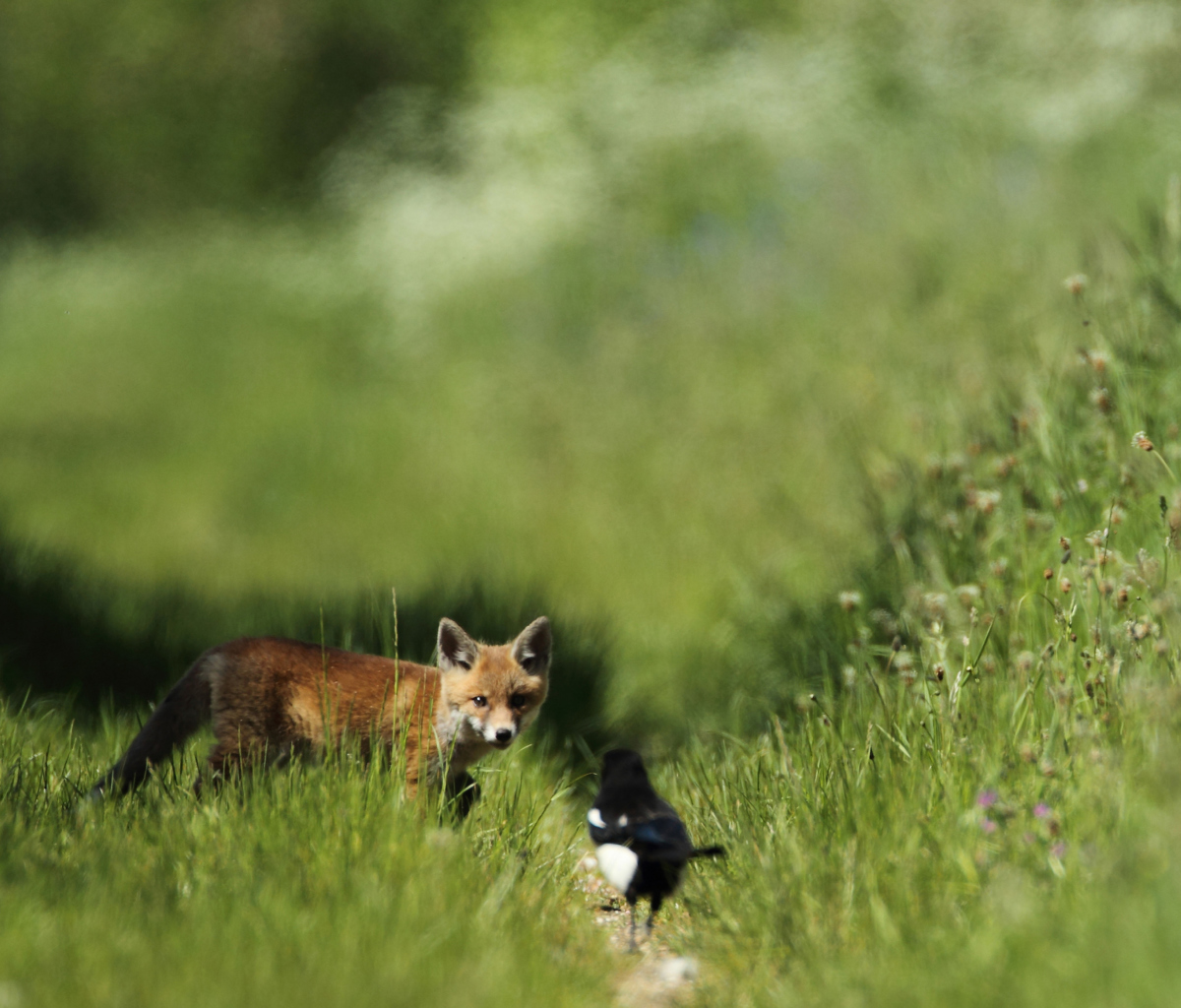 Sfondi Little Fox Hunting 1200x1024