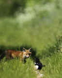 Fondo de pantalla Little Fox Hunting 128x160