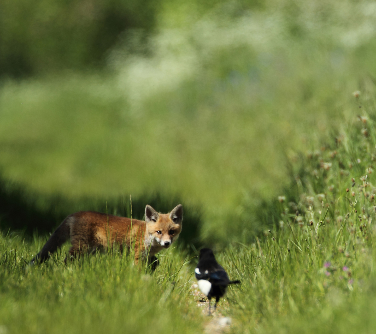 Sfondi Little Fox Hunting 1440x1280