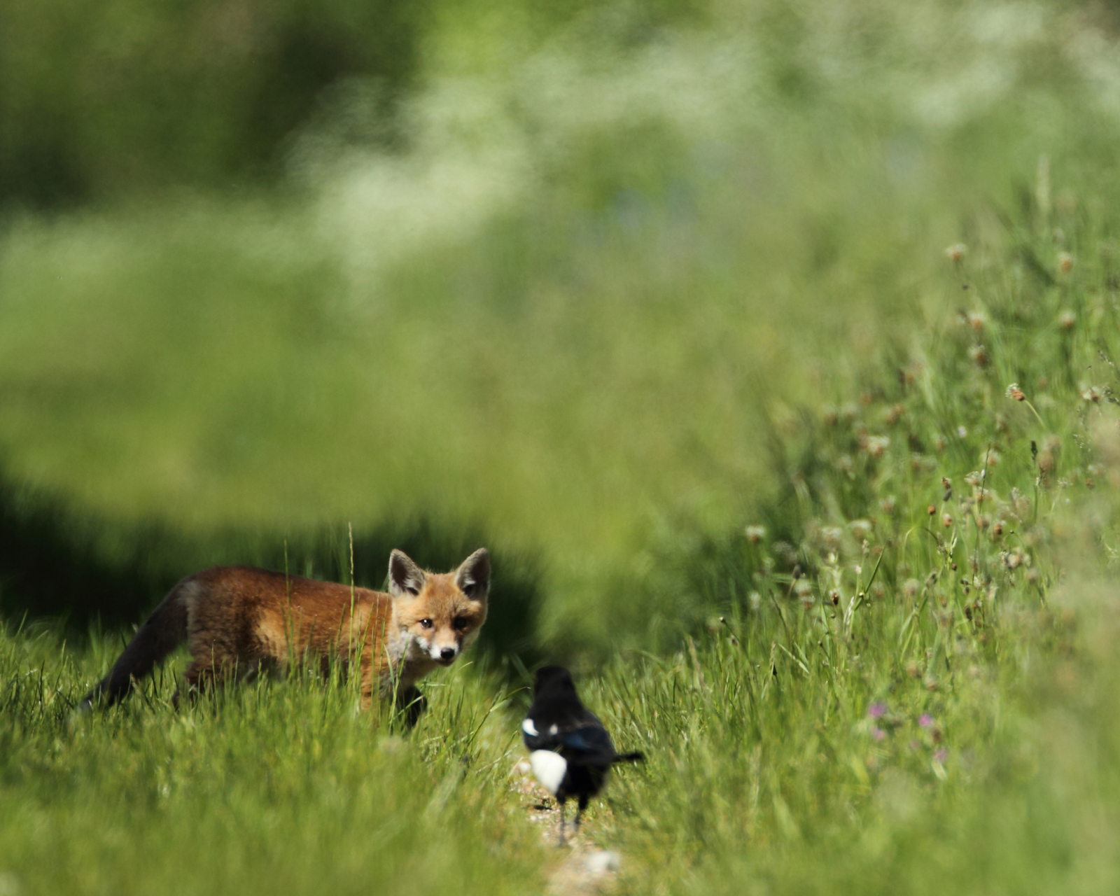 Fondo de pantalla Little Fox Hunting 1600x1280