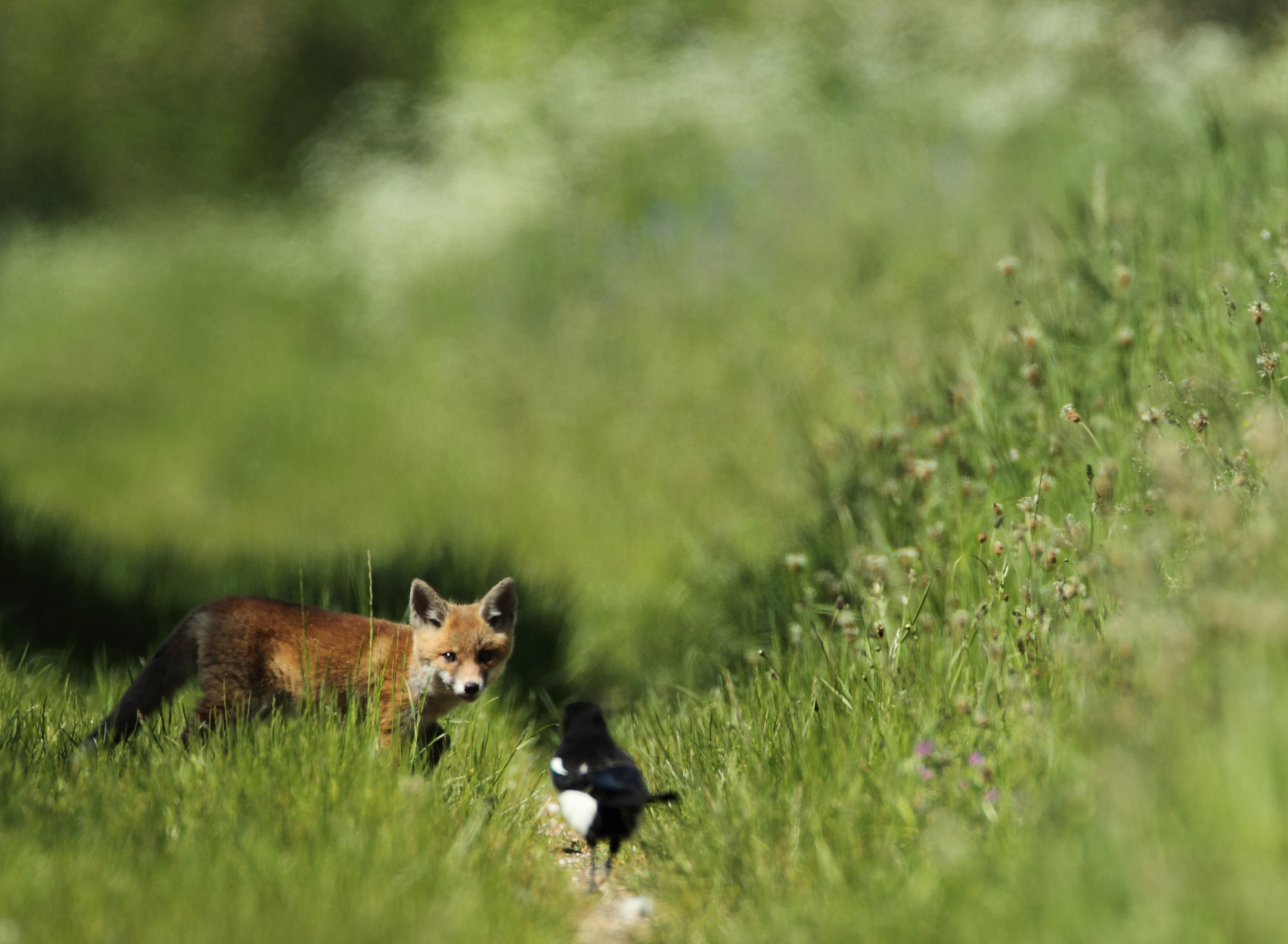 Fondo de pantalla Little Fox Hunting 1920x1408