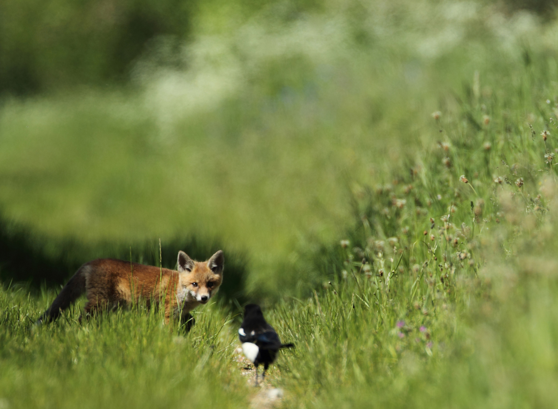 Das Little Fox Hunting Wallpaper 1920x1408