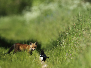 Обои Little Fox Hunting 320x240