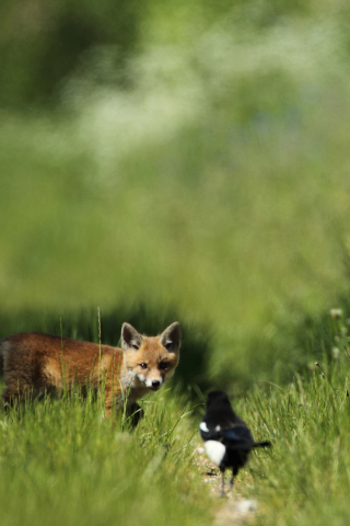 Fondo de pantalla Little Fox Hunting 320x480
