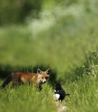 Little Fox Hunting sfondi gratuiti per Nokia Asha 311