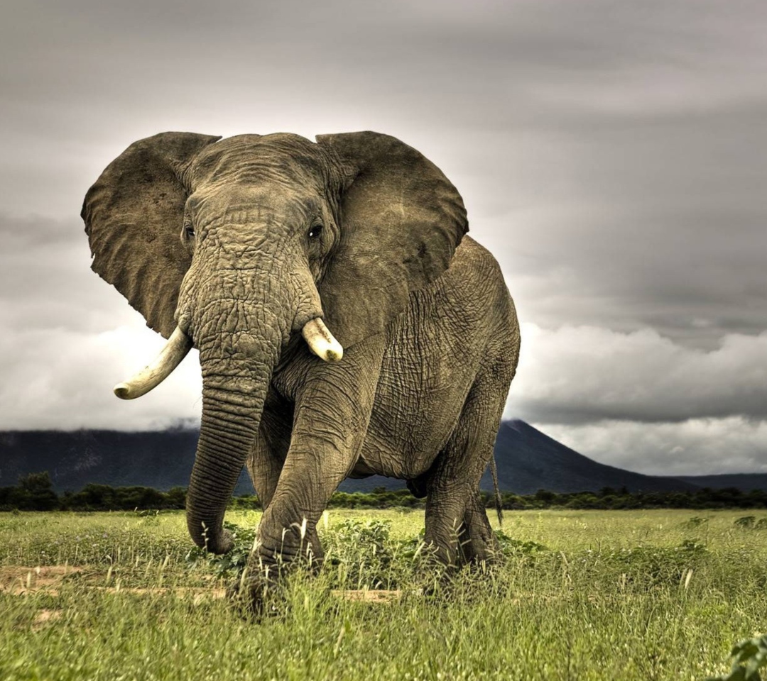Sfondi Great Elephant 1080x960