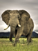 Sfondi Great Elephant 132x176