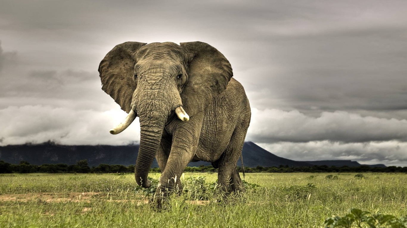 Great Elephant wallpaper 1366x768