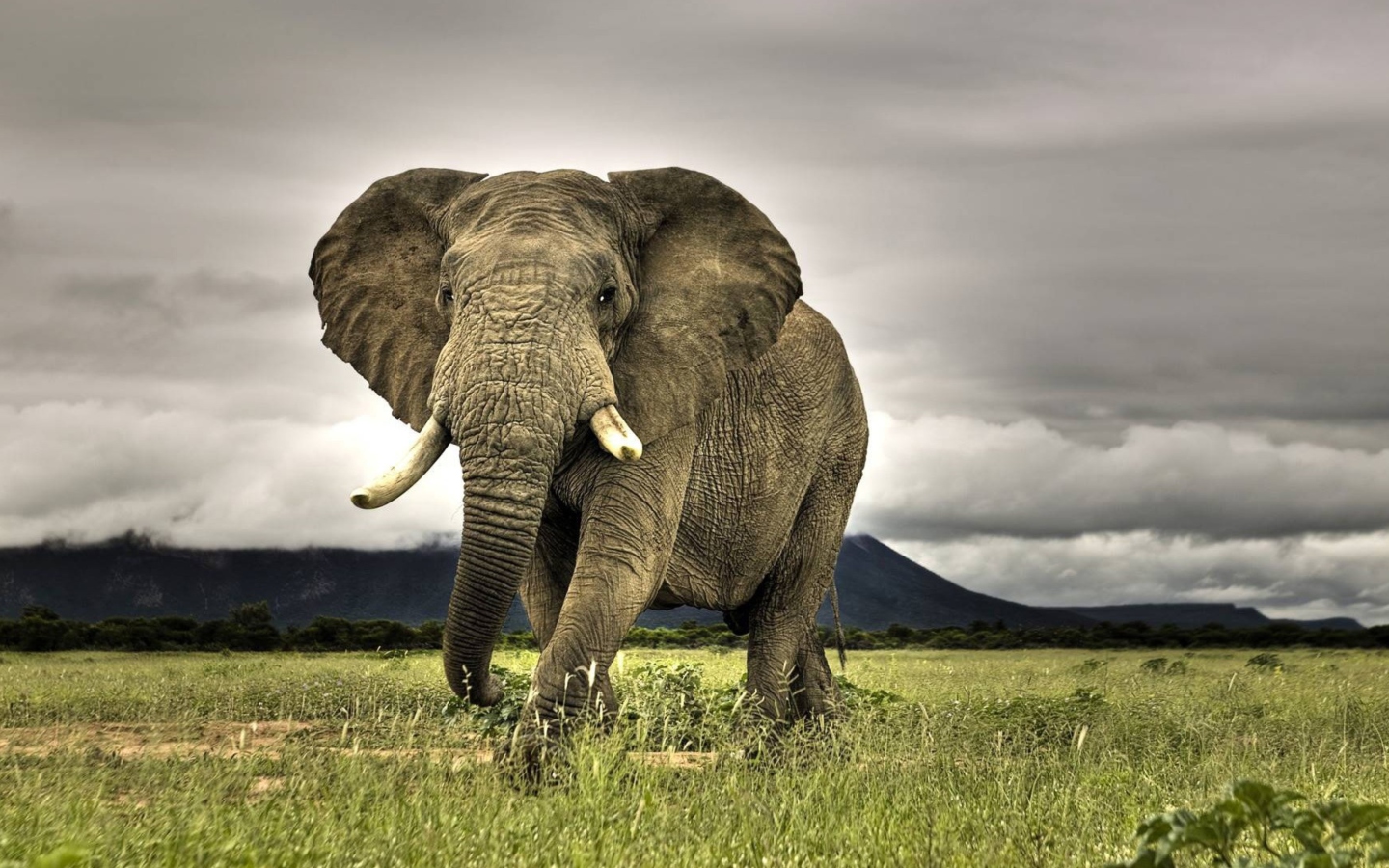 Das Great Elephant Wallpaper 1440x900