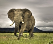 Fondo de pantalla Great Elephant 176x144
