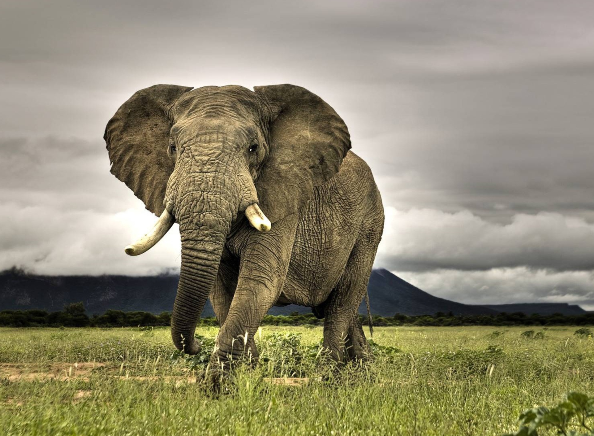 Sfondi Great Elephant 1920x1408