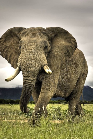 Sfondi Great Elephant 320x480