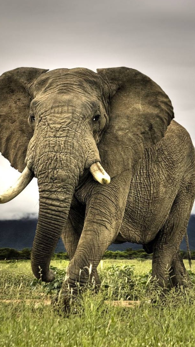 Fondo de pantalla Great Elephant 640x1136