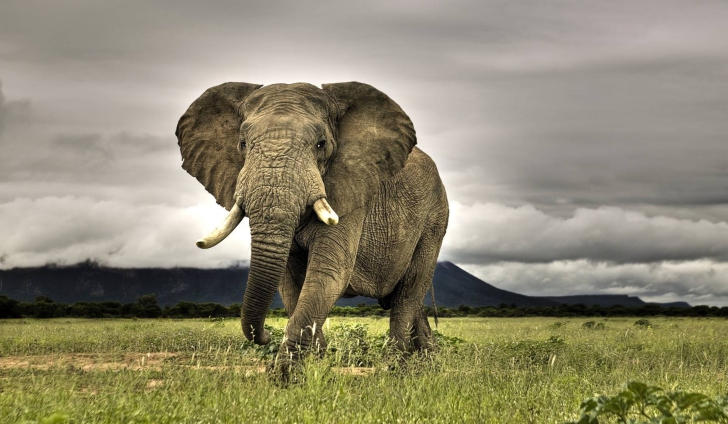 Great Elephant wallpaper