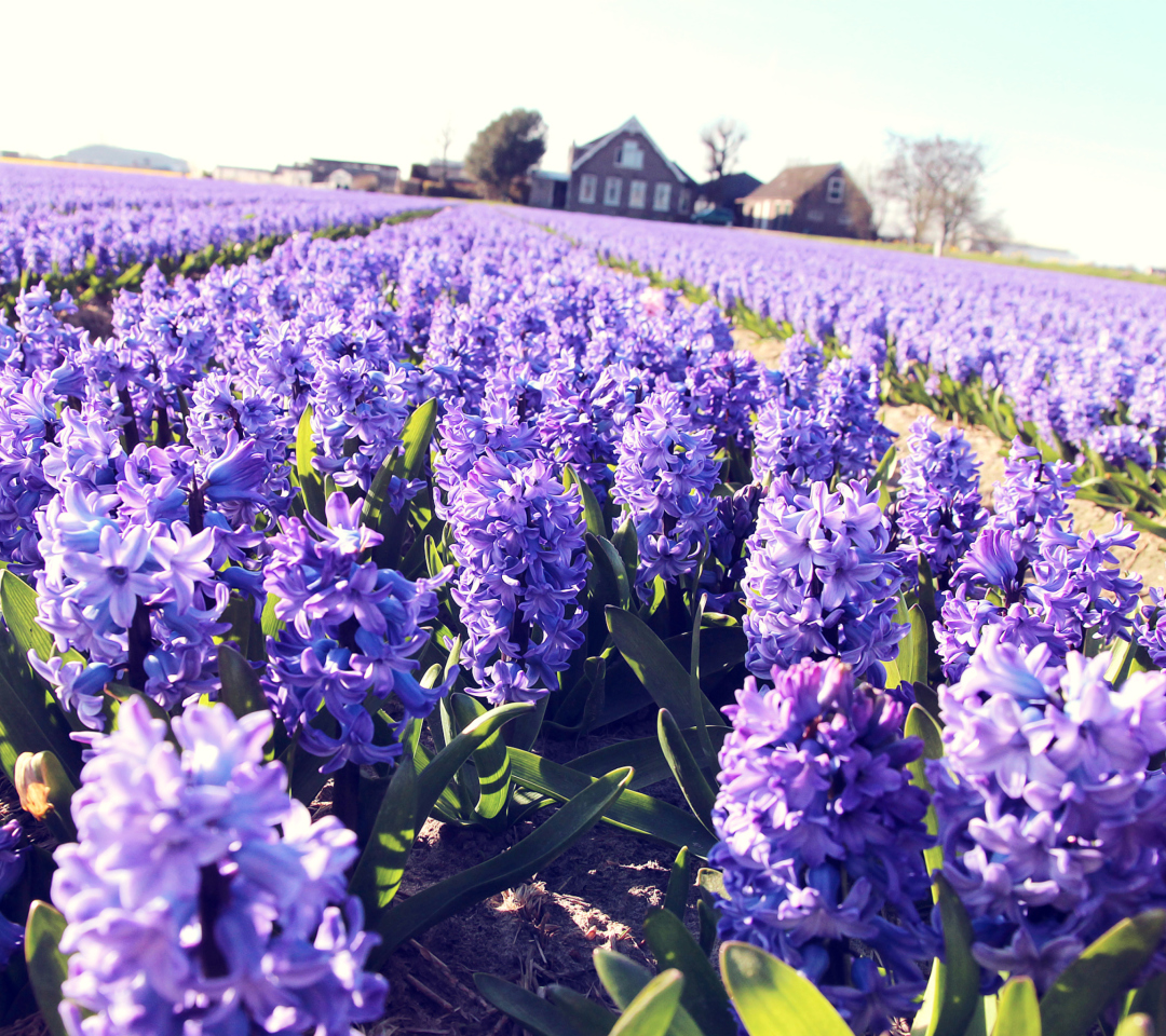 Hyacinth Field wallpaper 1080x960