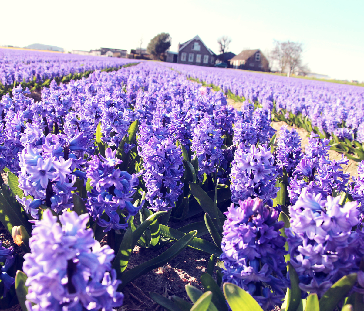 Das Hyacinth Field Wallpaper 1200x1024