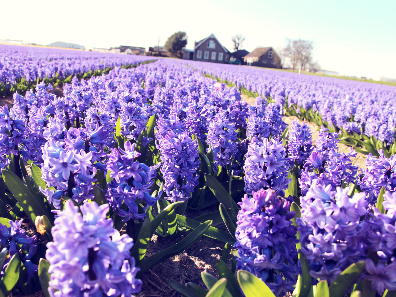 Fondo de pantalla Hyacinth Field 1280x960
