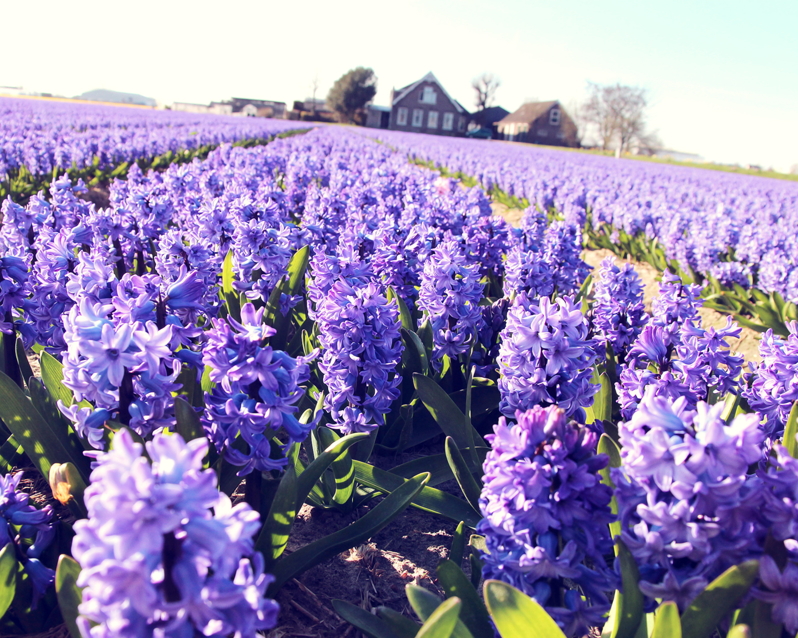 Hyacinth Field screenshot #1 1600x1280