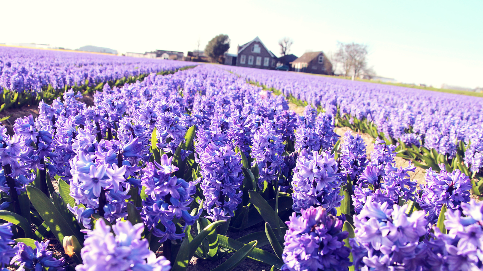 Hyacinth Field screenshot #1 1600x900