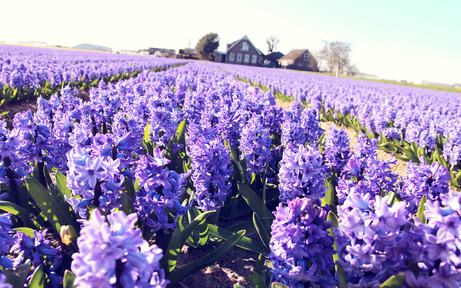 Sfondi Hyacinth Field 1920x1200