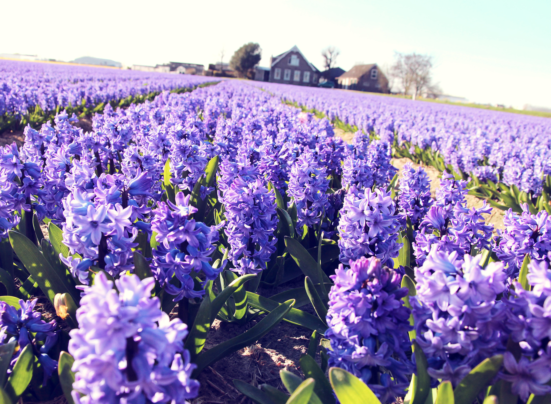 Das Hyacinth Field Wallpaper 1920x1408