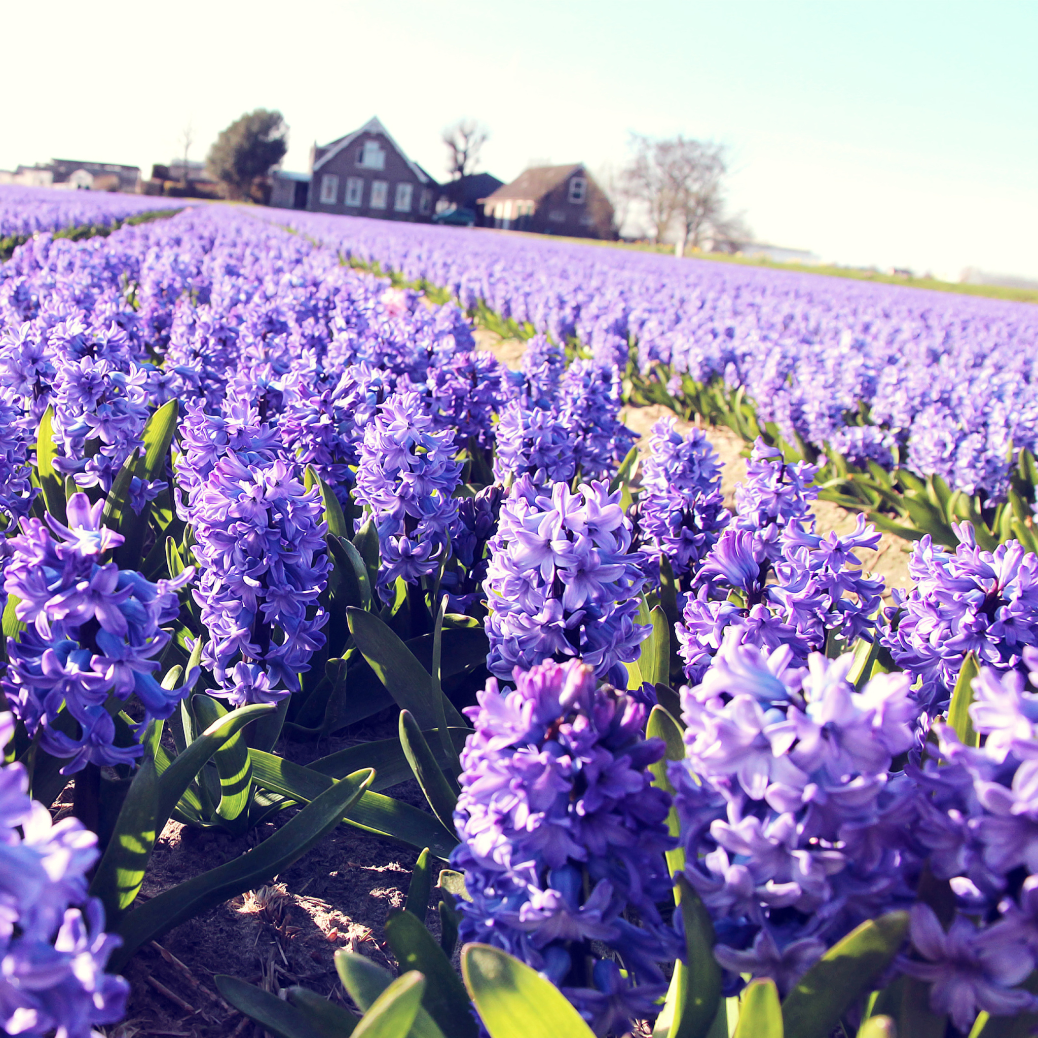 Fondo de pantalla Hyacinth Field 2048x2048