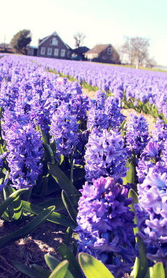 Hyacinth Field screenshot #1 240x400