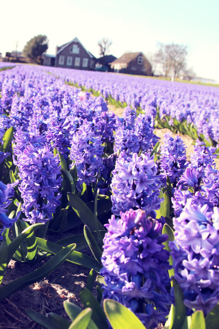 Hyacinth Field wallpaper 320x480