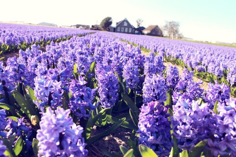 Hyacinth Field screenshot #1 480x320