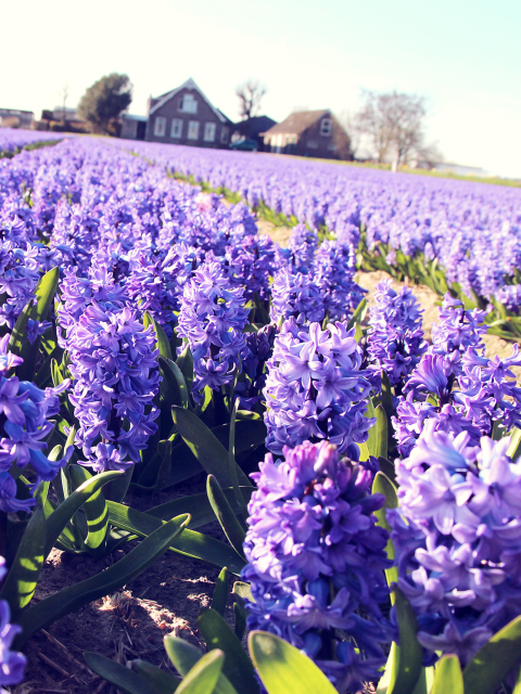 Hyacinth Field screenshot #1 480x640