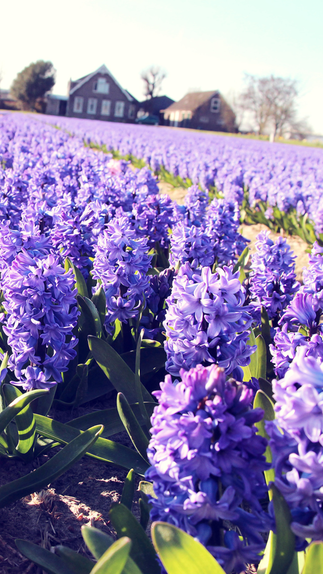 Hyacinth Field wallpaper 640x1136