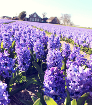 Hyacinth Field - Obrázkek zdarma pro 1080x1920