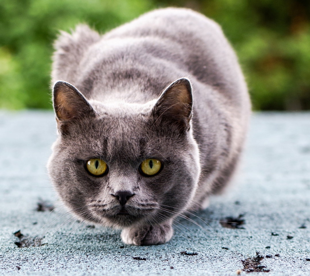 Gray Cat wallpaper 1080x960