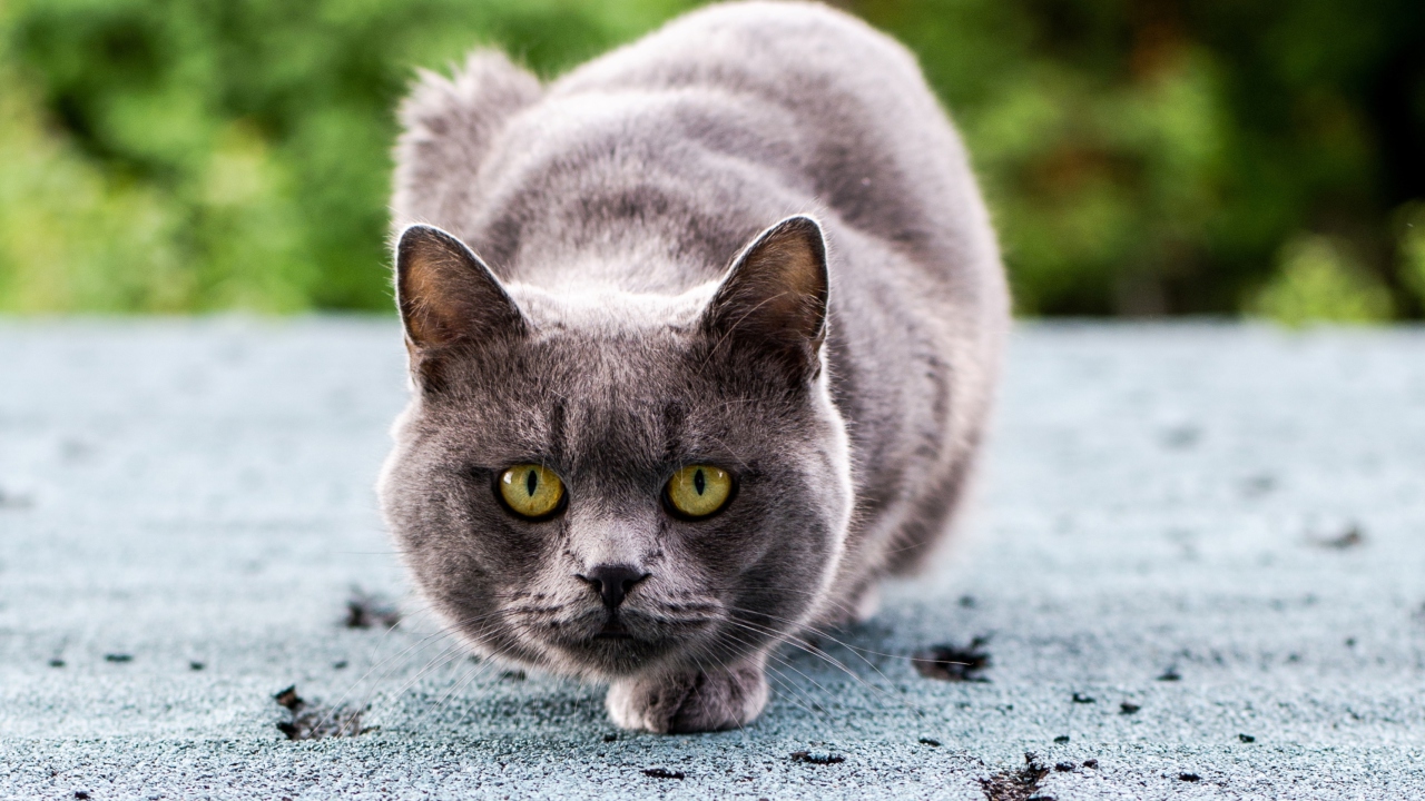 Gray Cat wallpaper 1280x720