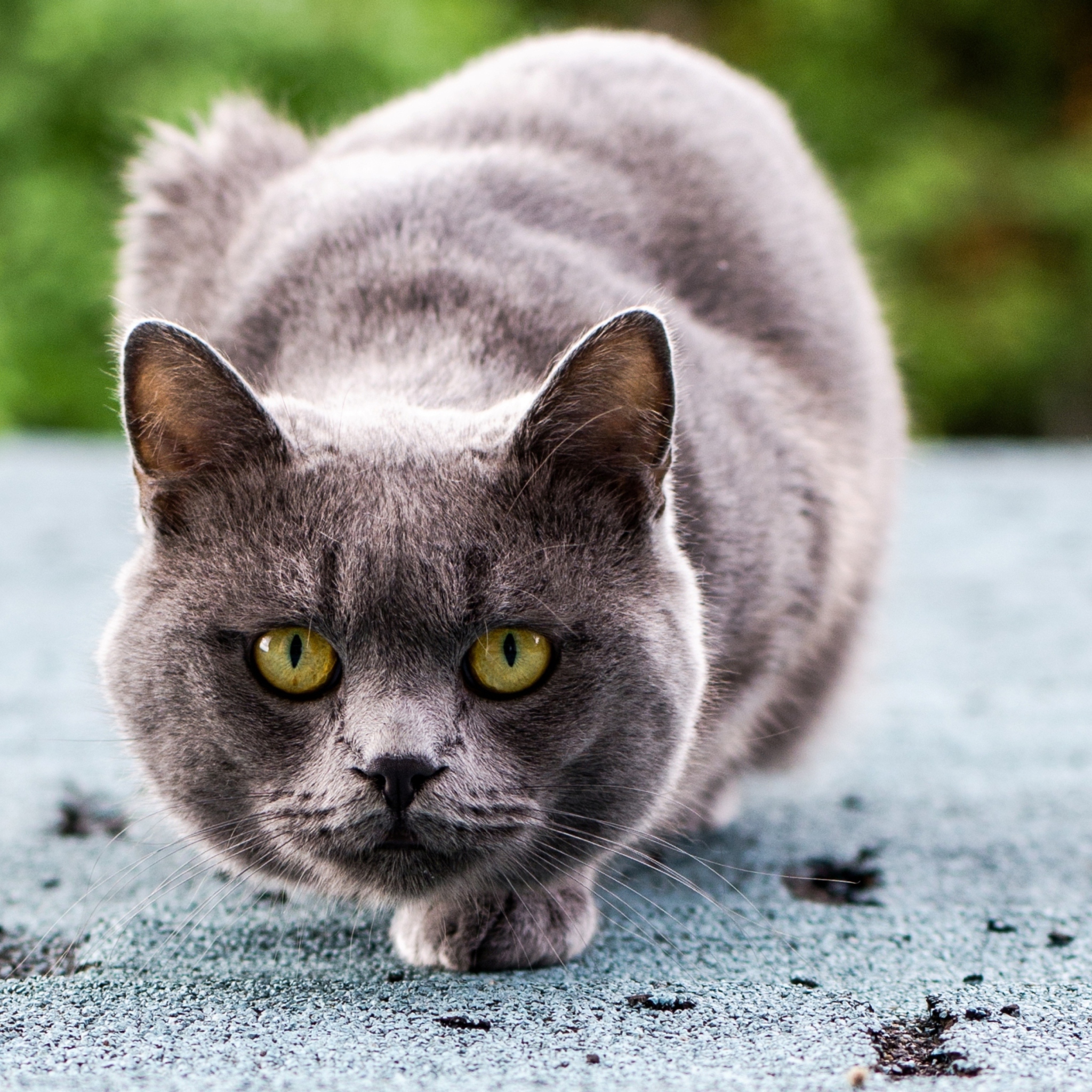 Das Gray Cat Wallpaper 2048x2048