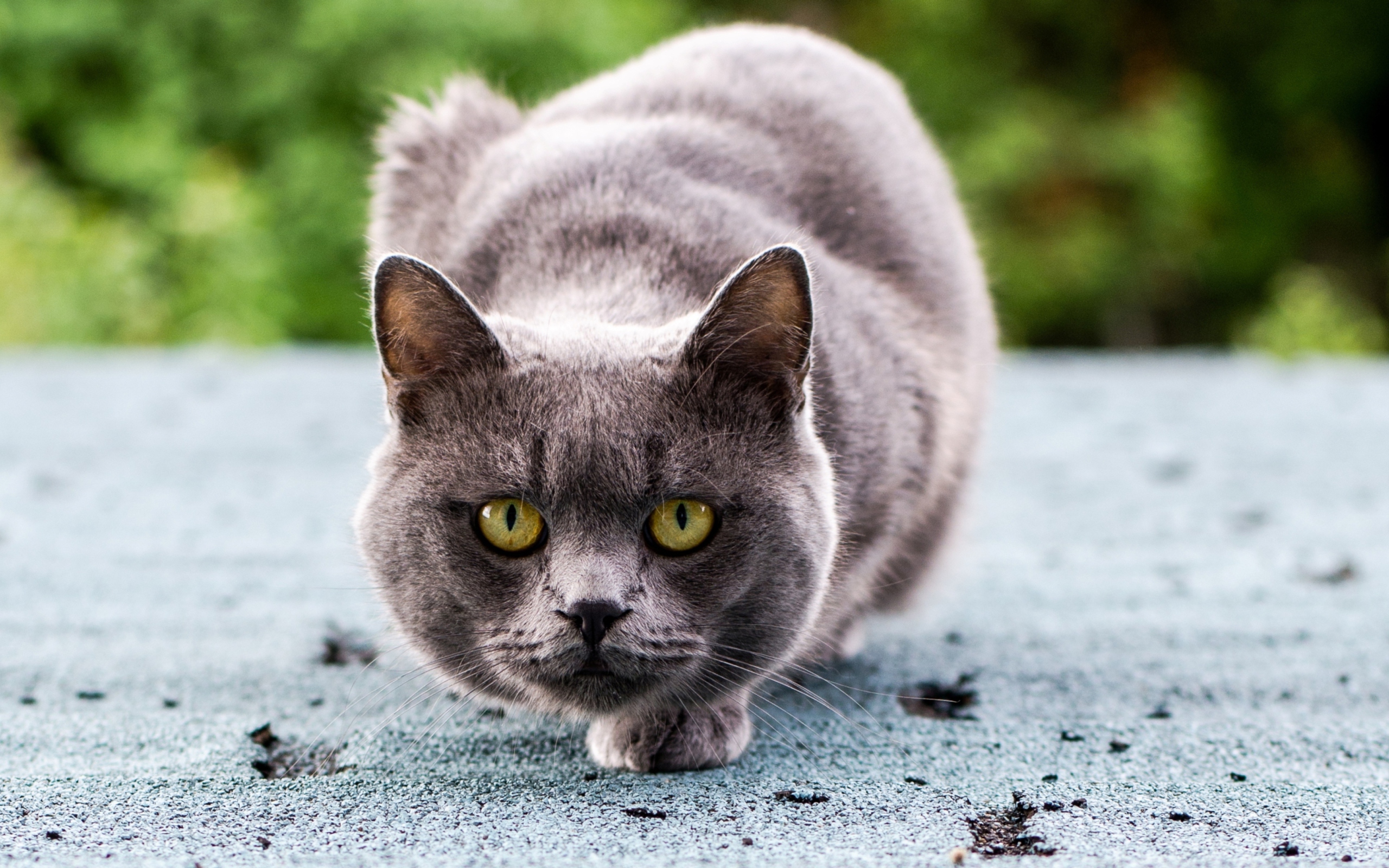 Gray Cat wallpaper 2560x1600