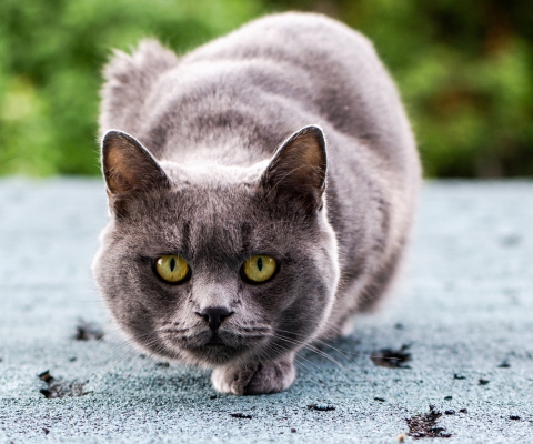 Gray Cat wallpaper 480x400