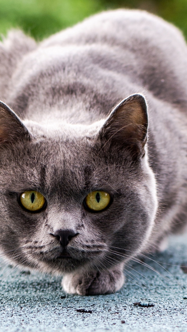 Gray Cat wallpaper 640x1136