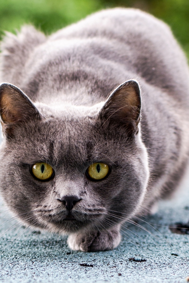 Gray Cat screenshot #1 640x960